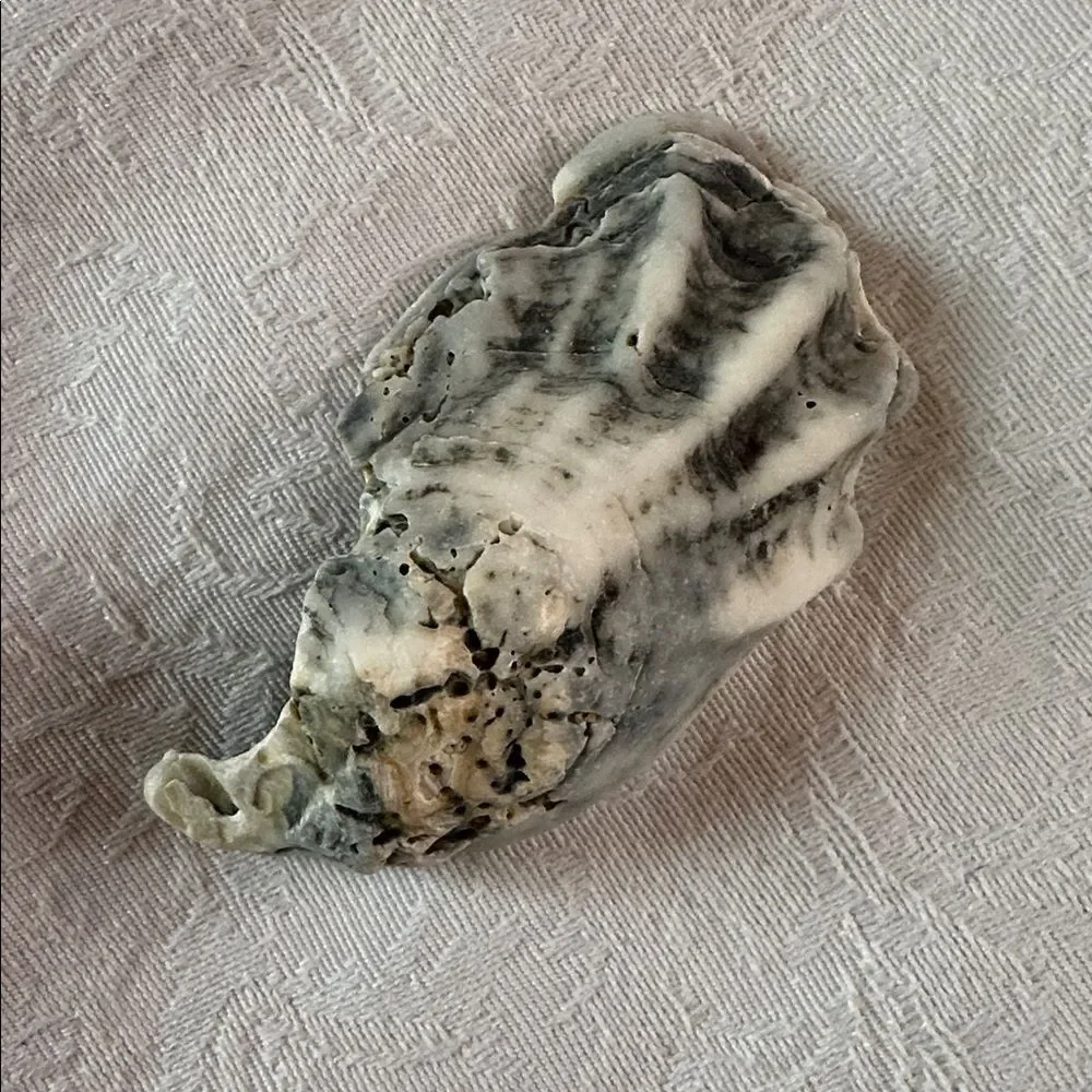 Sea Shells From Bahamas Florida Small Interesting - Picture 8 of 10